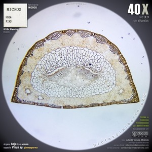 Acícula de gimnosperma